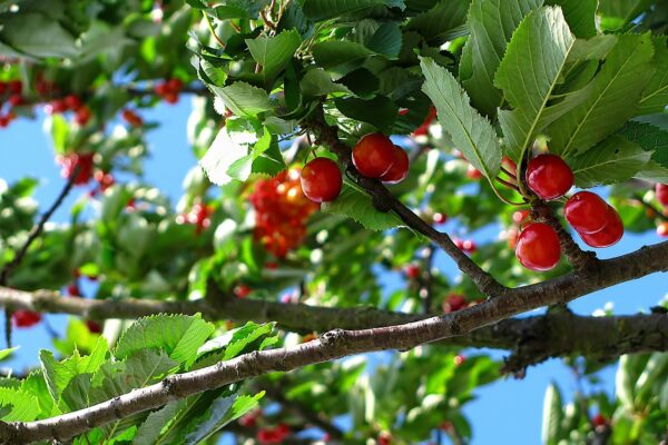 brouwer fruit - kersen verkoop