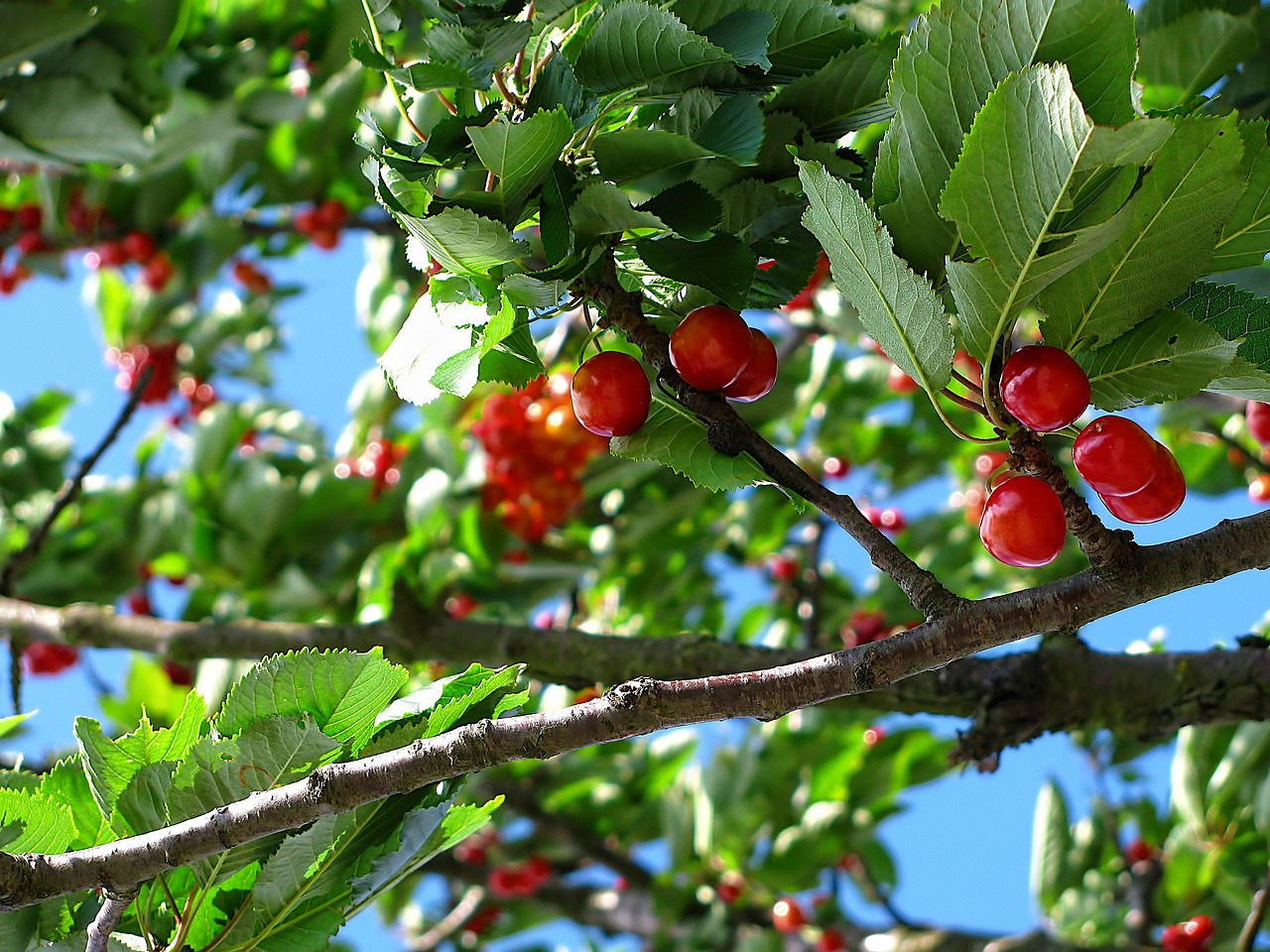 brouwer fruit - kersen verkoop