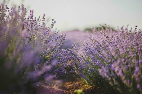 colour:cckmvfcmc3m= lavender